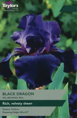 Iris Black Dragon