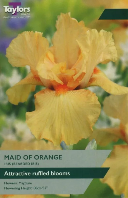 Iris Maid of Orange