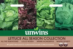 Lettuce All Season Collection Pack - image 1