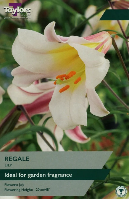 LILY REGALE