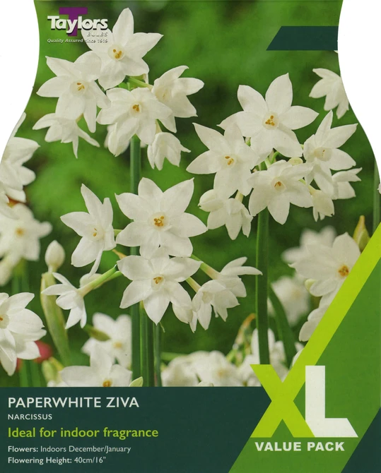 NARCISSI PAPERWHITE ZIVA