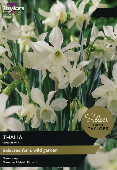 NARCISSI THALIA