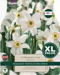 NARCISSUS PHEASANT'S EYE I