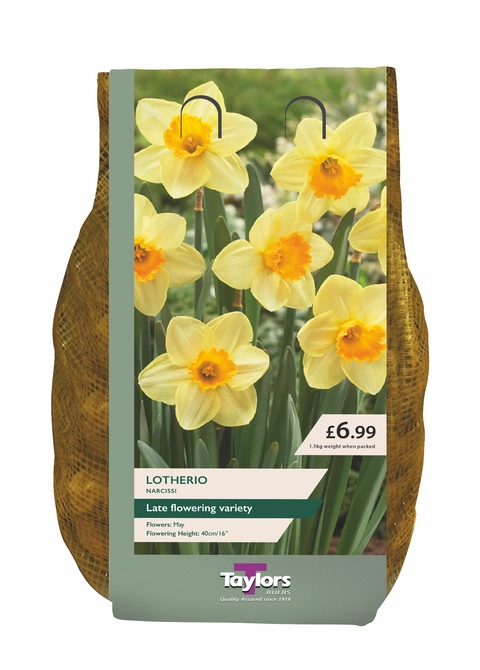 NARCISSUS SALOME 2kg