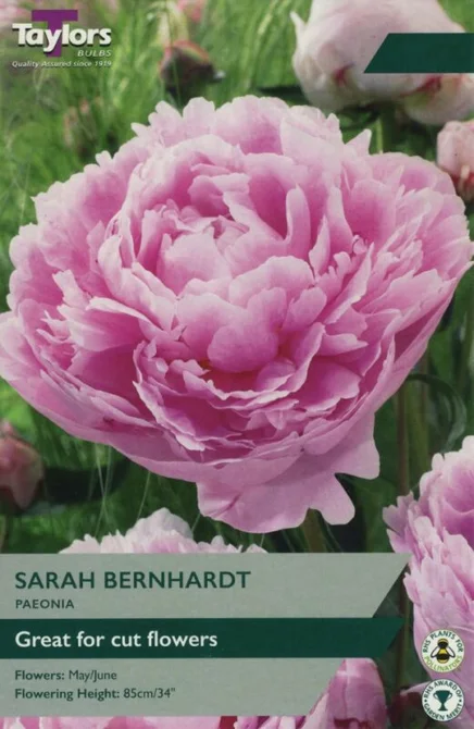 PAEONIA SARAH BERNHARDT