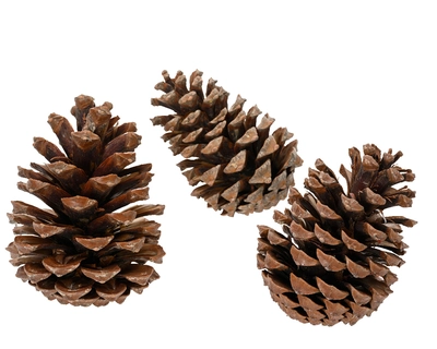 Pinecone natural Pk3 - image 2