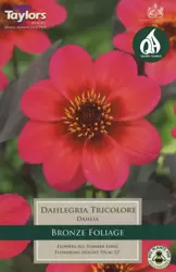 Pre Packs Dahlia Dahlegria Tricolore