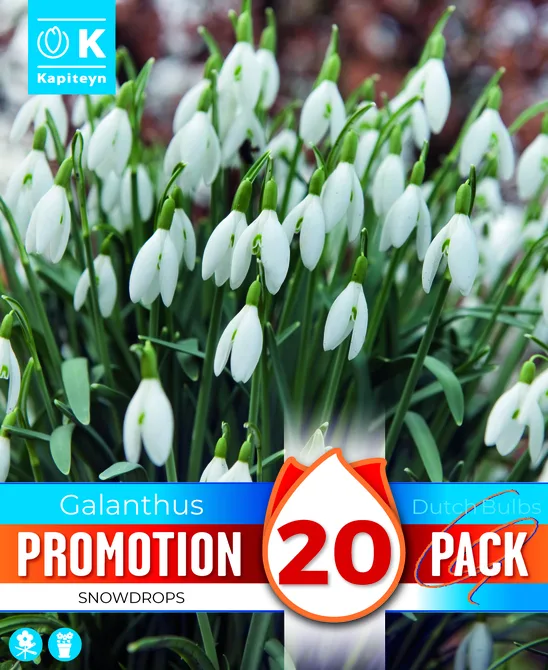 PROMO GALANTHUS SNOWDROPS