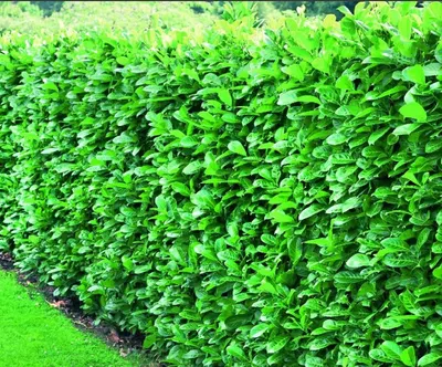 Prunus Laurel Hedging 60/80cm