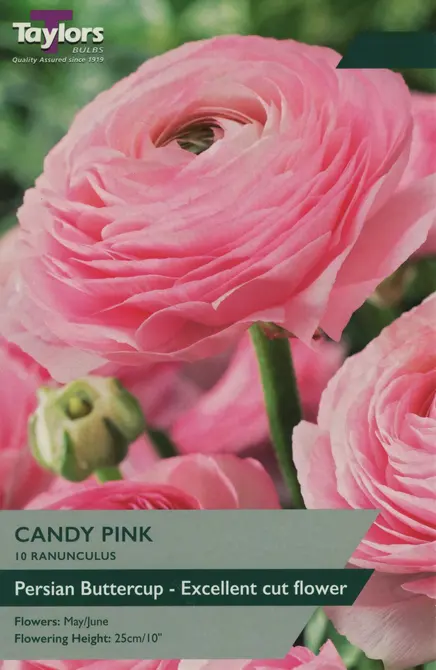 RANUNCULUS CANDY PINK