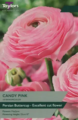 RANUNCULUS CANDY PINK