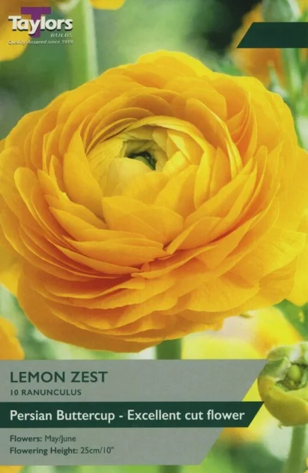 RANUNCULUS LEMON ZEST