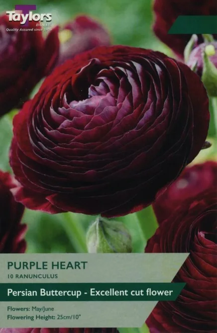 RANUNCULUS PURPLE HEART