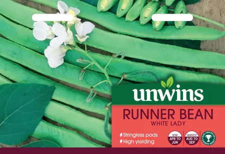 Runner Bean White Lady - image 1