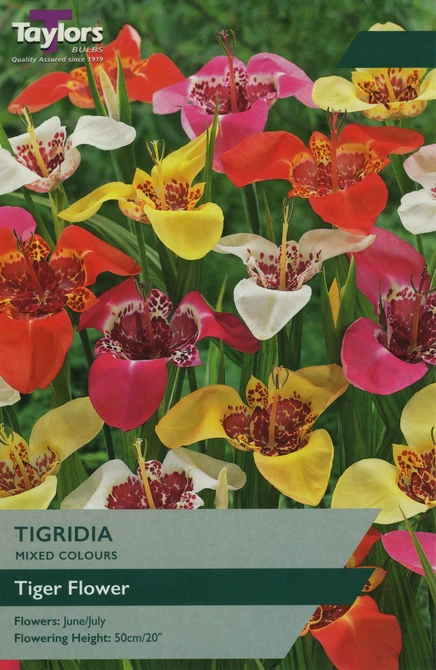 TIGRIDIA (TIGER FLOWER)