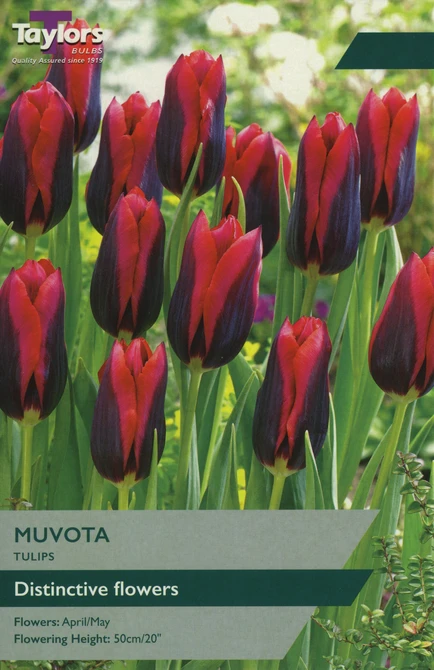 TULIP MUVOTA 8