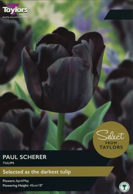 TULIP PAUL SCHERER
