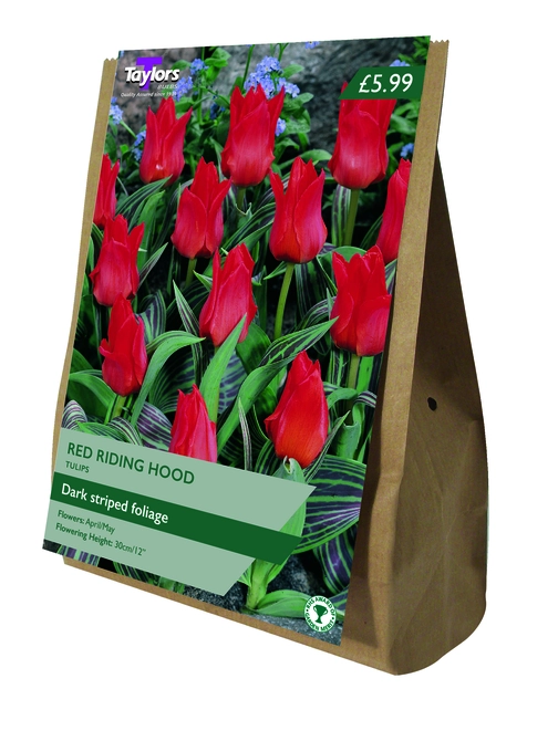 TULIP RED RIDING HOOD