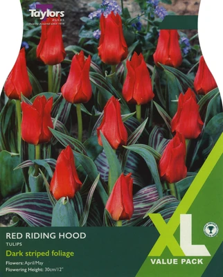 TULIP RED RIDING HOOD