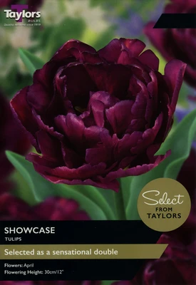 TULIP SHOWCASE