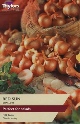 Value Shallot Red Sun - Taylor & Sons