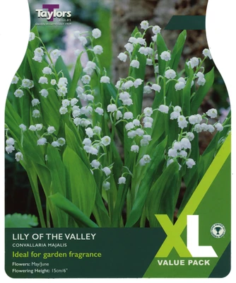 XL Value Lily of the Valley